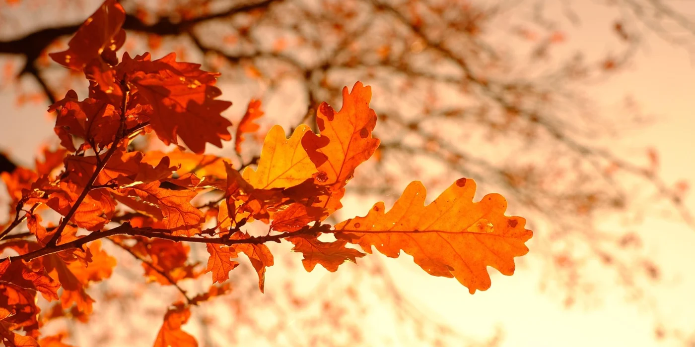 Fall Bucket List Ideas