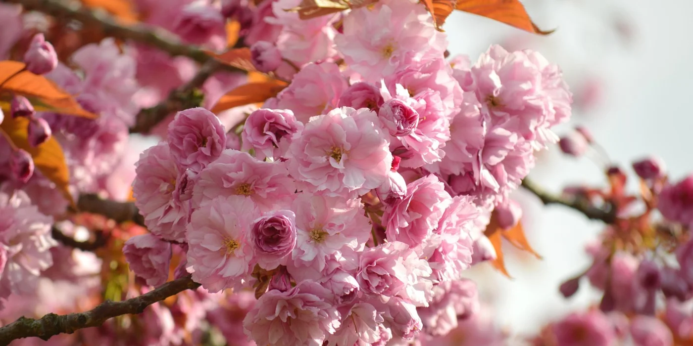 Spring Bucket List Ideas